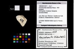 Foto (Objekt + Etikett) von Goniodromites bidentatus (Reuss, 1859)  (NHMW-GEO-1990-0041-0417)